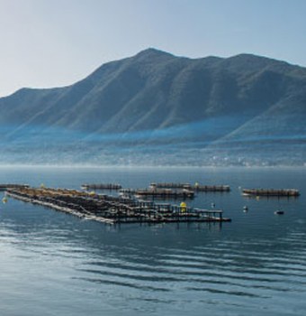 Aquaculture solutions